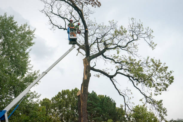 Best Tree Maintenance Programs  in Spring Valley Village, TX